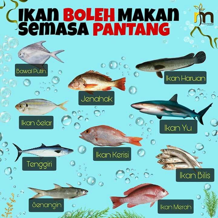 Ikan Boleh Makan Masa 