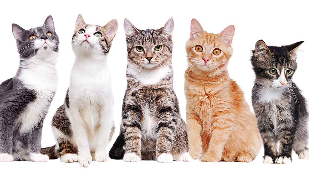 Jenis Kucing 